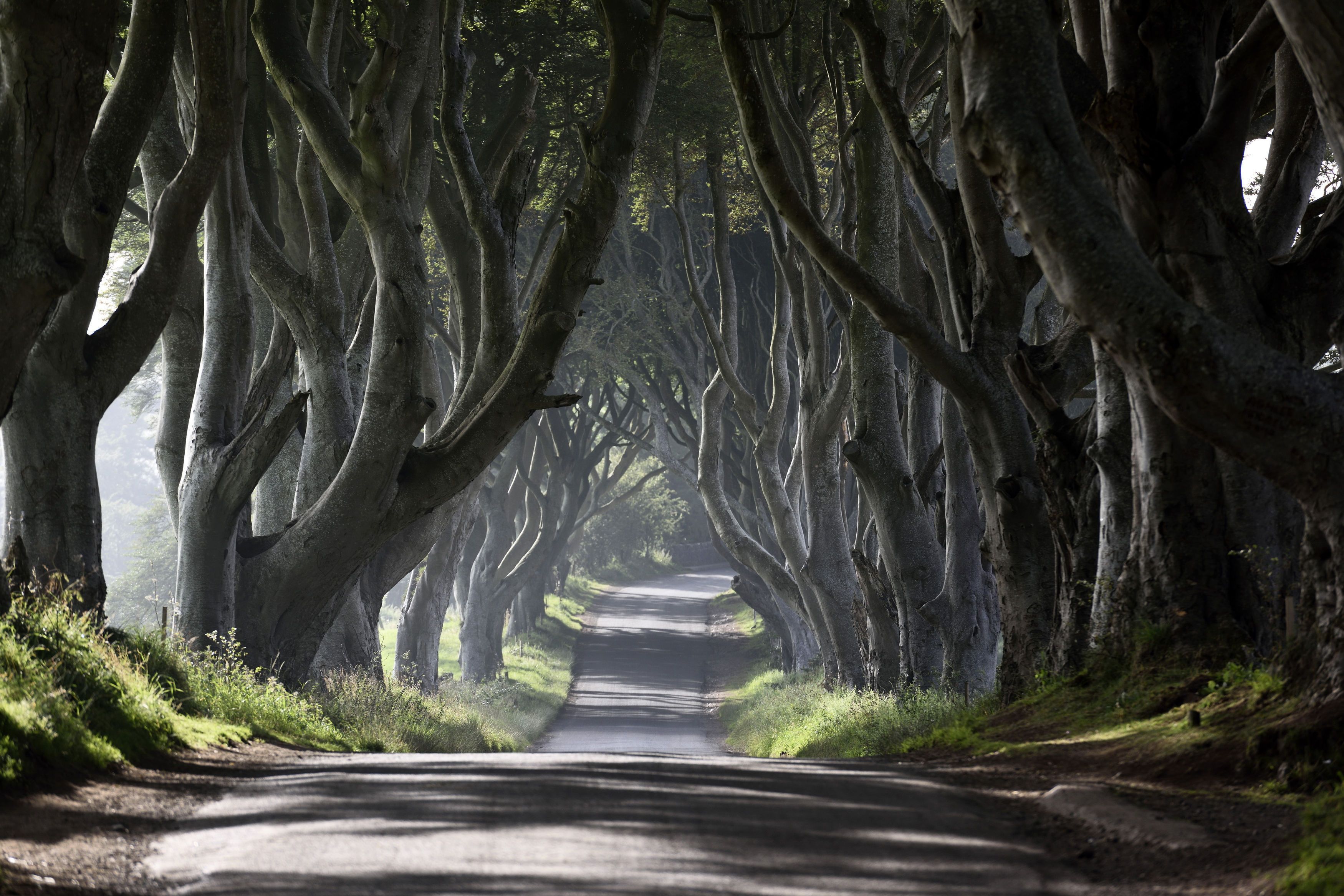 Plusieurs Arbres Dark Hedges Rendus C L Bres Par Game Of Thrones Vont