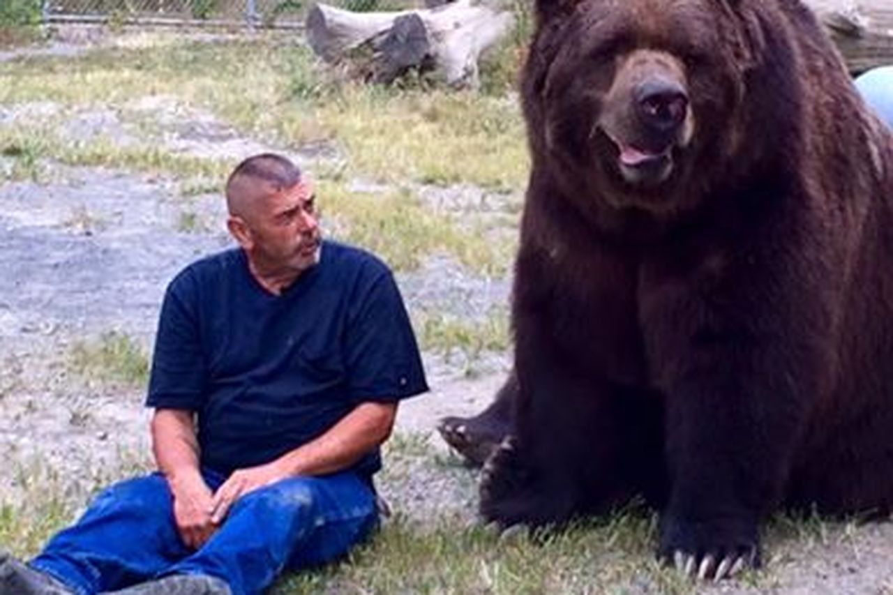 Meet Jimmy the 9 foot orphaned bear who likes to cuddle his ...