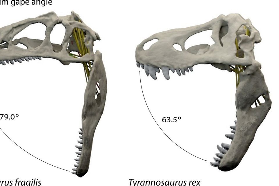 T.rex and Allosaurus were mouthy monsters of the dinosaur world | Irish ...