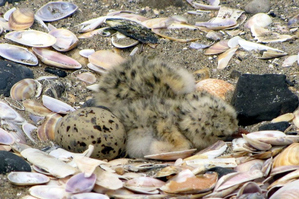 A three-day-old Little Tern chick hatched at Baltrray. Photo Breffni Martin.