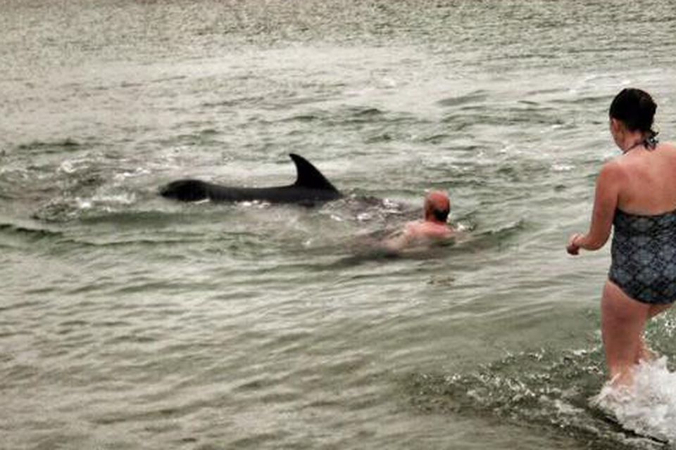 Fergus Finlay attacked by dolphin