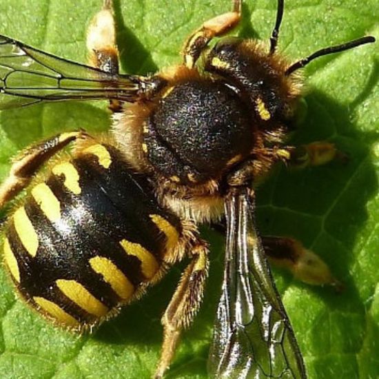 Wool Carder Bee