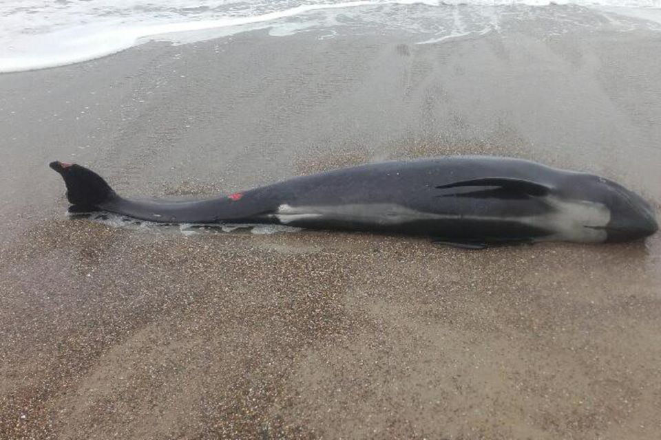The beached pilot whale