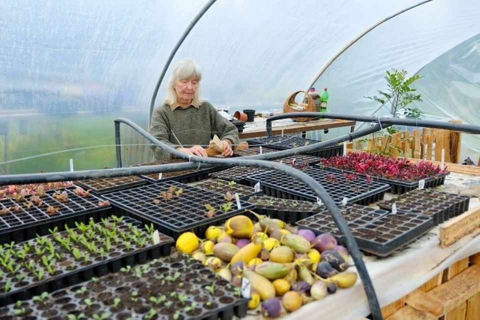 An Tairseach to host organic gardening course in Wicklow in  