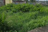 thumbnail: Cllr Callan says the standard of grass cutting in the town is very poor.