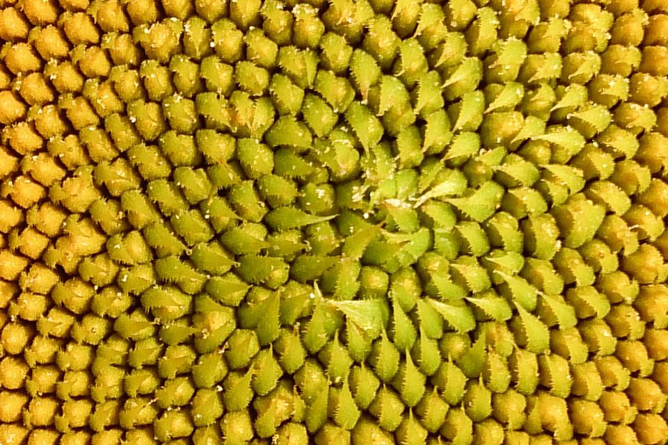 fibonacci sequence in strawberries