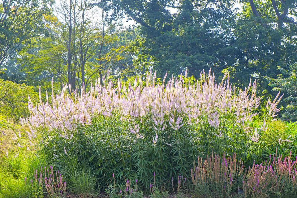 Diarmuid Gavin: Planting perennials? Here are my top picks for sunny or partially shaded spots