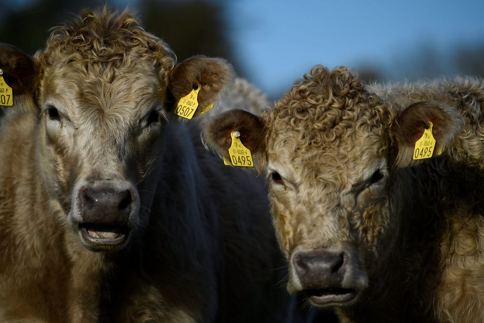 Hereford cattle belonging to farmer Philip Maguire are seen in Enniskerry, Ireland November 16, 2017. REUTERS/Clodagh Kilcoyne