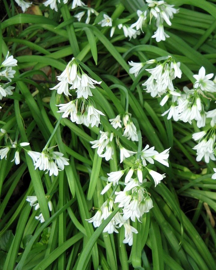 Nature Trail: Three-cornered Leek an invasive alien weed species that needs to be eradicated in wild places