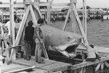 thumbnail: The mechanical shark is lowered into the water ahead of a scene in June, 1974. Photo: Reuters