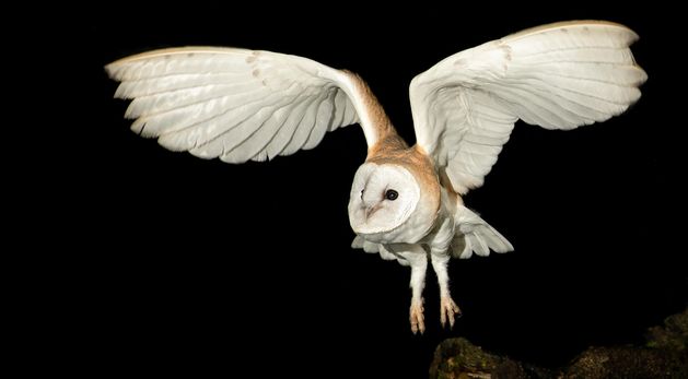 Campaign to protect Barn Owl that inspired Banshee legend | Irish ...