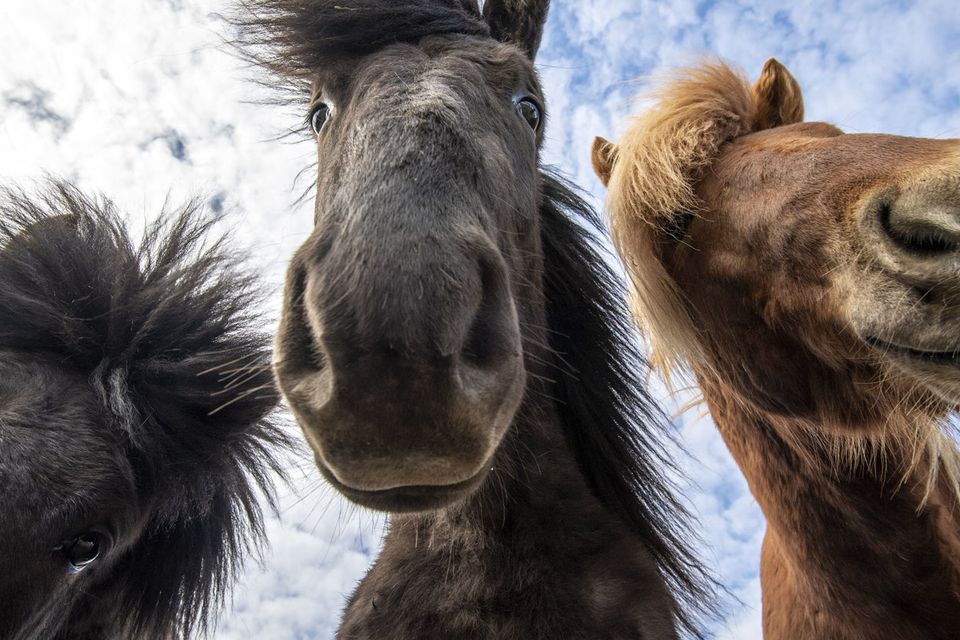 Icelandic horses. PA Photo/Renato Granieri.