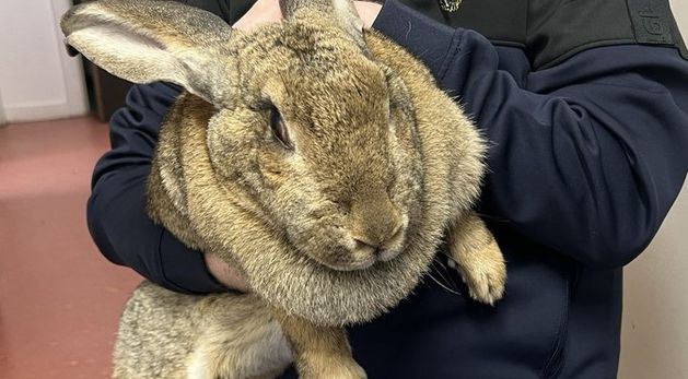 Search for owners of giant 7kg rabbit found in Dublin