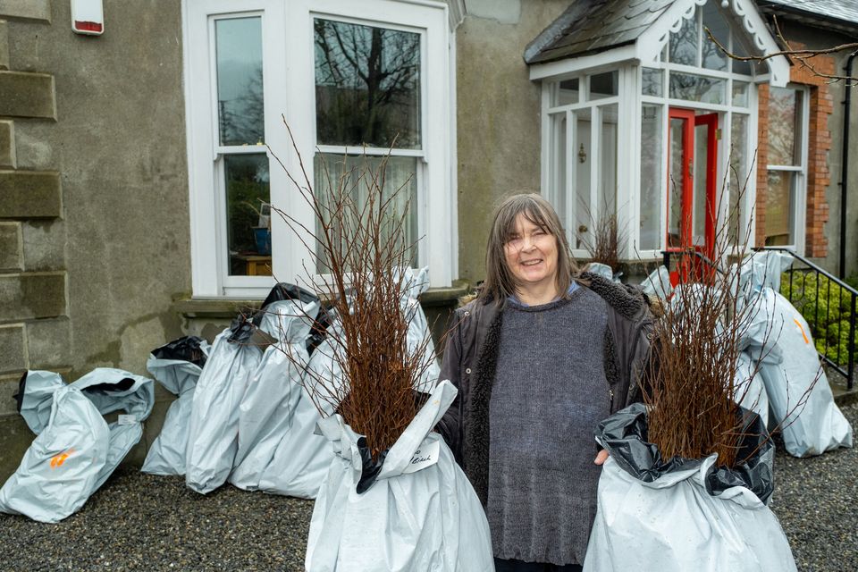 Jane Jackson for DM. Jane Jackson at her home in Greystones with bags containing three thousand bare root trees which she received from Coillte
