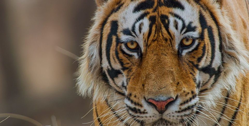 Tiger on Disney+