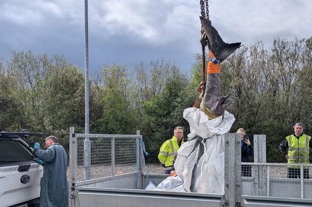 Rare shark washes up on Sligo shoreline: 'Little is known about the elusive Greenland Shark'