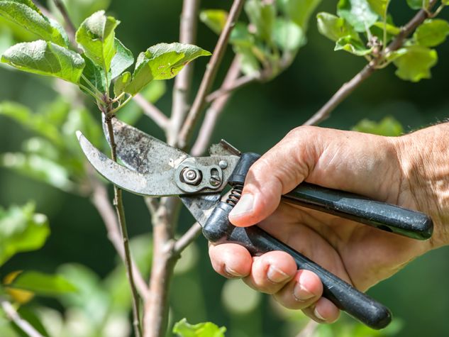 Diarmuid Gavin Spring cleaning time to get pruning Irish