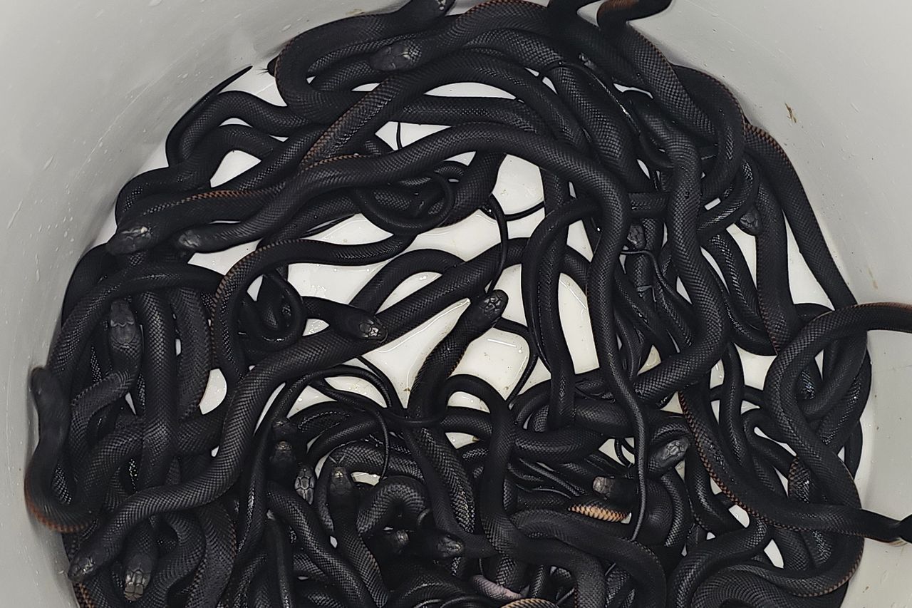 More than 100 venomous snakes removed from Australian man’s garden ...