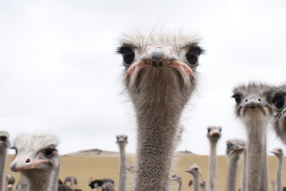 Don't do it. Don't be an ostrich. Photo: Getty