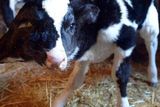 thumbnail: A two-headed calf, named Sana Saida (Happy New Year in Arabic) is seen in the Moroccan village of Sefrou, 20 kilomtres from the moutainous town of Fez