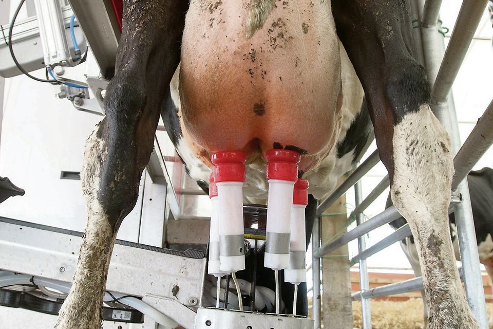 Robotic milking has reduced the need to be present for the dairy milking routine.
