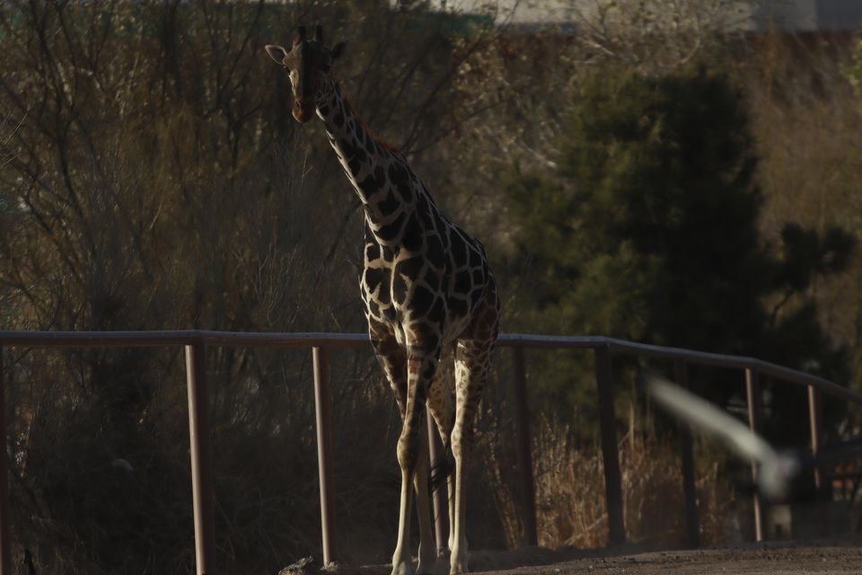 Benito the giraffe was moved from the Central Park zoo (AP)