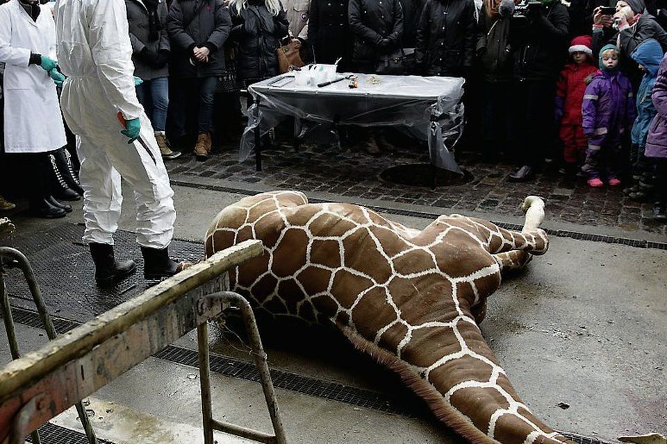 Zoo kills giraffe to prevent inbreeding