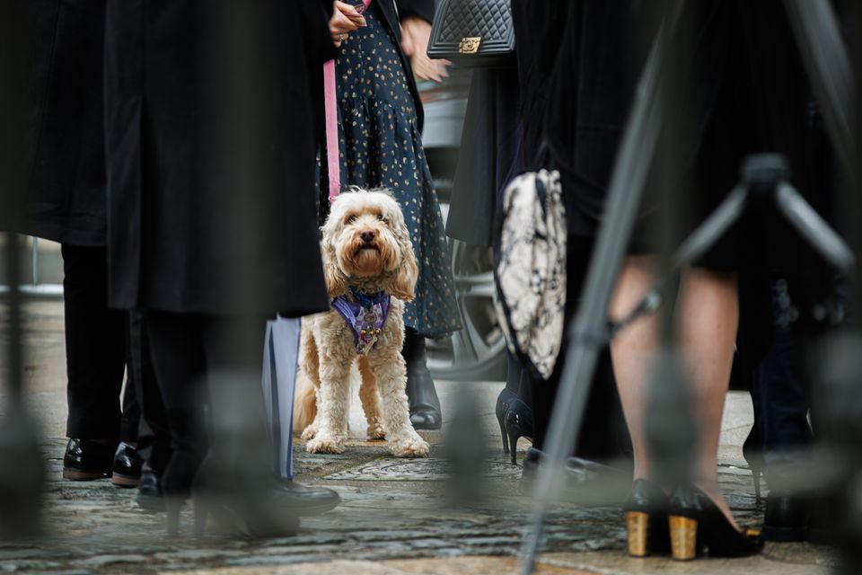 Charlie Bird's beloved dog Tiger began to whimper when Claire Mould spoke about her late husband during his memorial service. Photo: Mark Condren