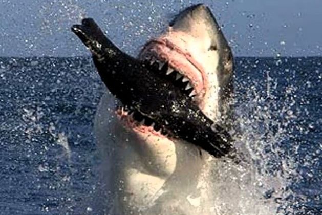 Nature Trail: Global warming and rising sea temperatures pose a significant threat to sharks and tuna