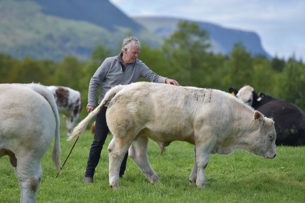 Genetics, muscle and power: The formula behind this Leitrim breeder's €20,000 cattle