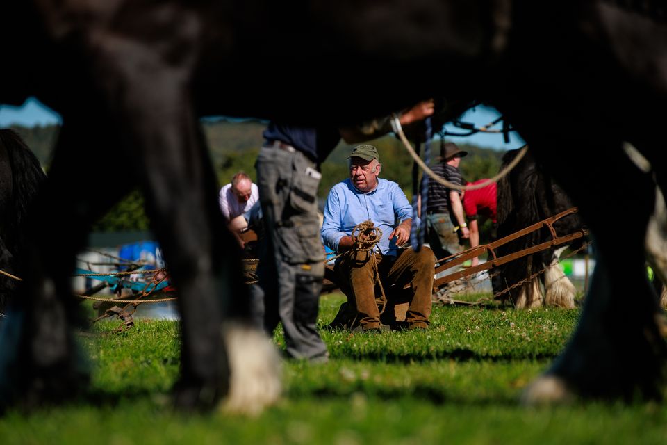 Ploughman James Coffey, at the first day of the National Ploughing Championships in Ratheniska. Photo: Mark Condren