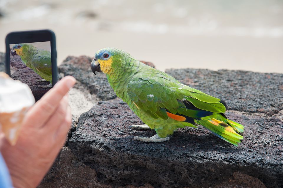 Parrots may be able to tell the difference between live and pre-recorded videos. Photo: Getty