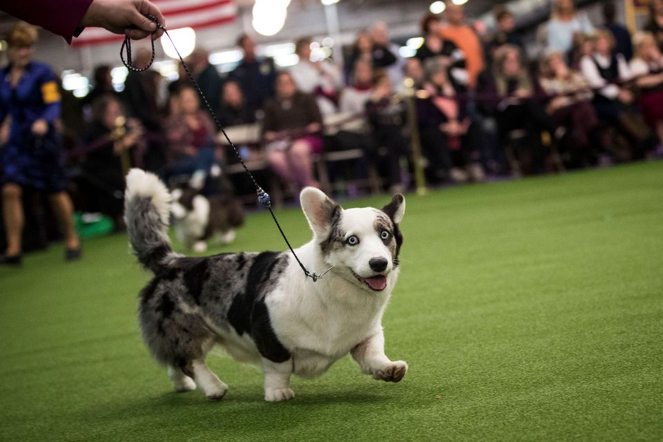 Euro corgi hot sale show 2019