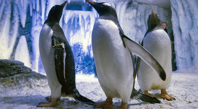 Edinburgh Zoo has denied it employs a penguin erector