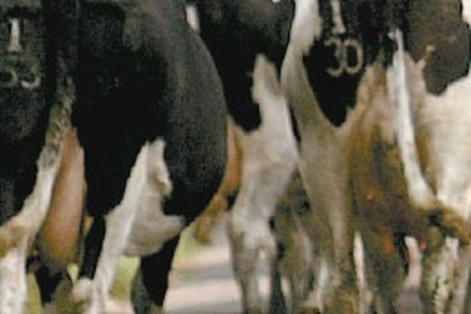 There is a danger that the dairy sector could become a victim of its own success
