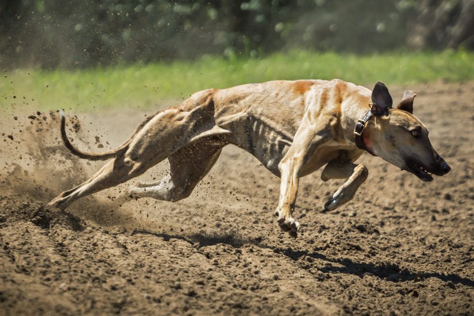 Greyhound racing is under pressure globally