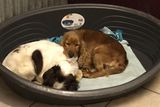 thumbnail: A Cocker and the Springer Spaniel having some rest at Wicklow Animal Welfare.