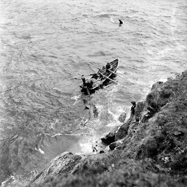 July, 1954:  Shark fishermen off Achill Island, County Mayo. Photo by Haywood Magee/Picture Post/Getty Images