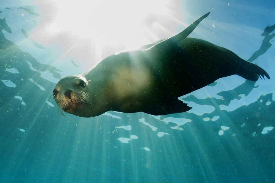 A sea lion in the Galapagos. Photo: Deposit
