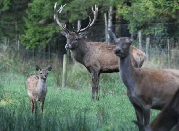 Visitors to the Wicklow Mountains National Park have been urged not to feed the many wild deer which populate the area.