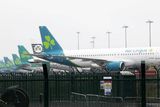 thumbnail: Rows of Aer Lingus planes on the stand at Dublin Airport. Photo: Rolling News