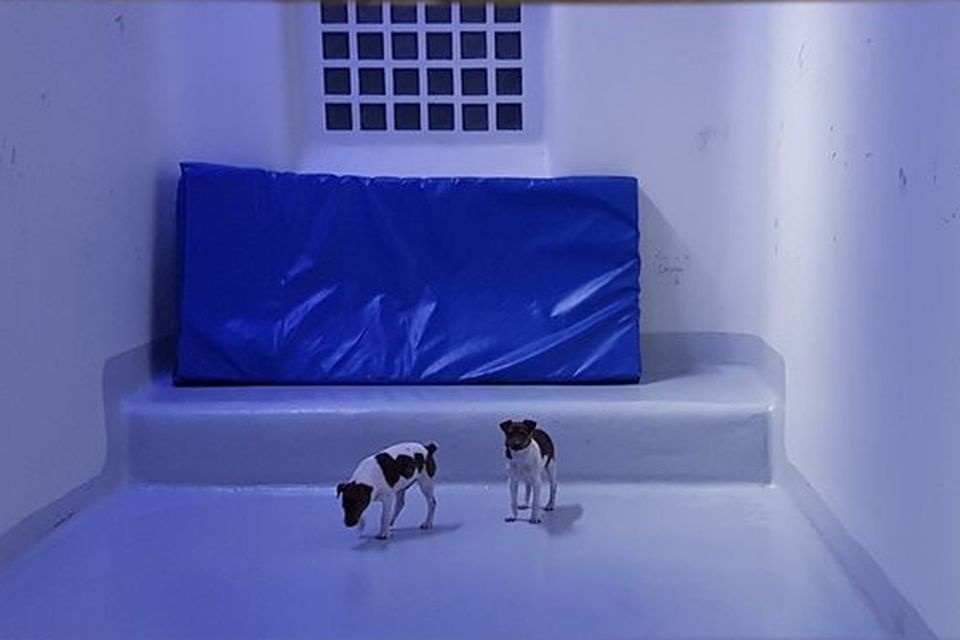 The dogs enjoy life in a cell while gardai look for their owners