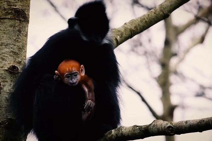 Фута празднует рождение обезьяны, находящейся под угрозой исчезновения, и это уже держит персонал парка дикой природы в напряжении.