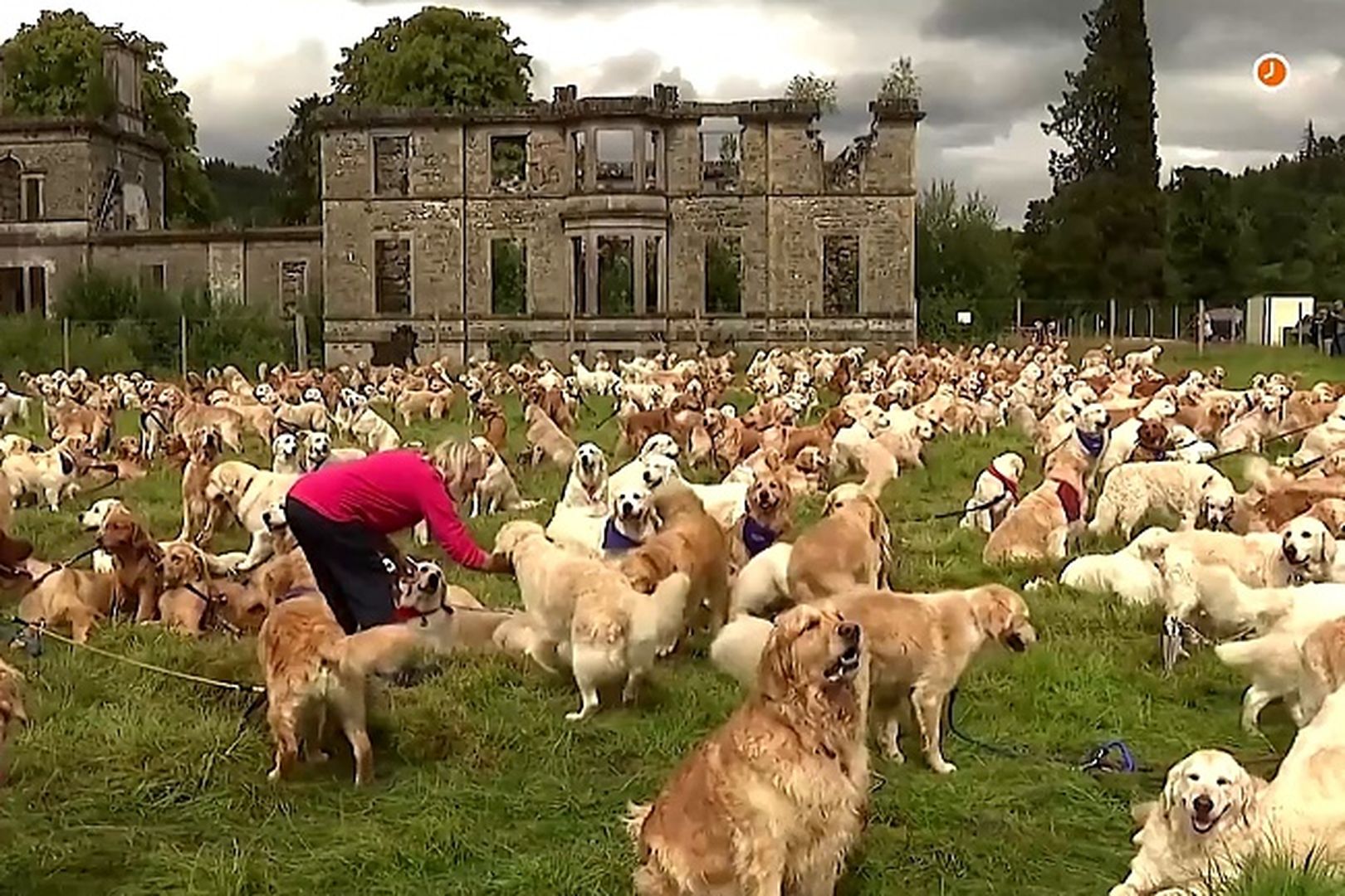 Hundreds of golden retrievers and their owners gather in Scottish