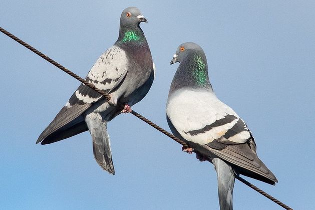 Urban birds find women scarier than men – but scientists don’t know why
