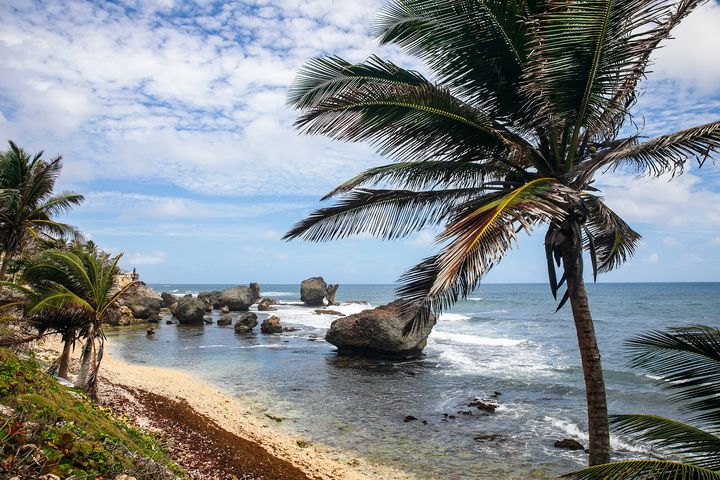 Barbados: Sensational golf, a seaweed surprise, and beaches ‘that belong to nobody’