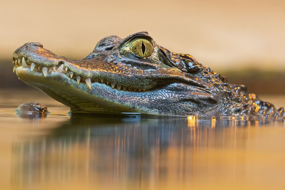 A spectacled caiman alligator. Photo: Getty/iStockphoto