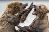 thumbnail: Two bears face off in Kamchatka, Russia. Runner-up in the 'Wild & Vibrant' category. Photo: Marco Urso/TPOTY 2014