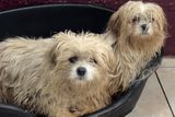 thumbnail: Hansel and Gretel are being cared for at Wicklow Animal Welfare.