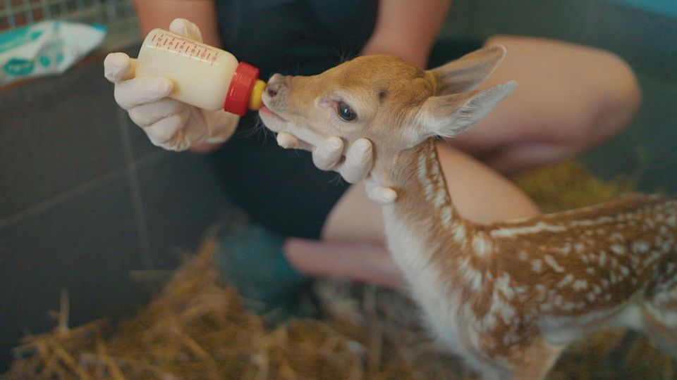 Wildlife Rescue
